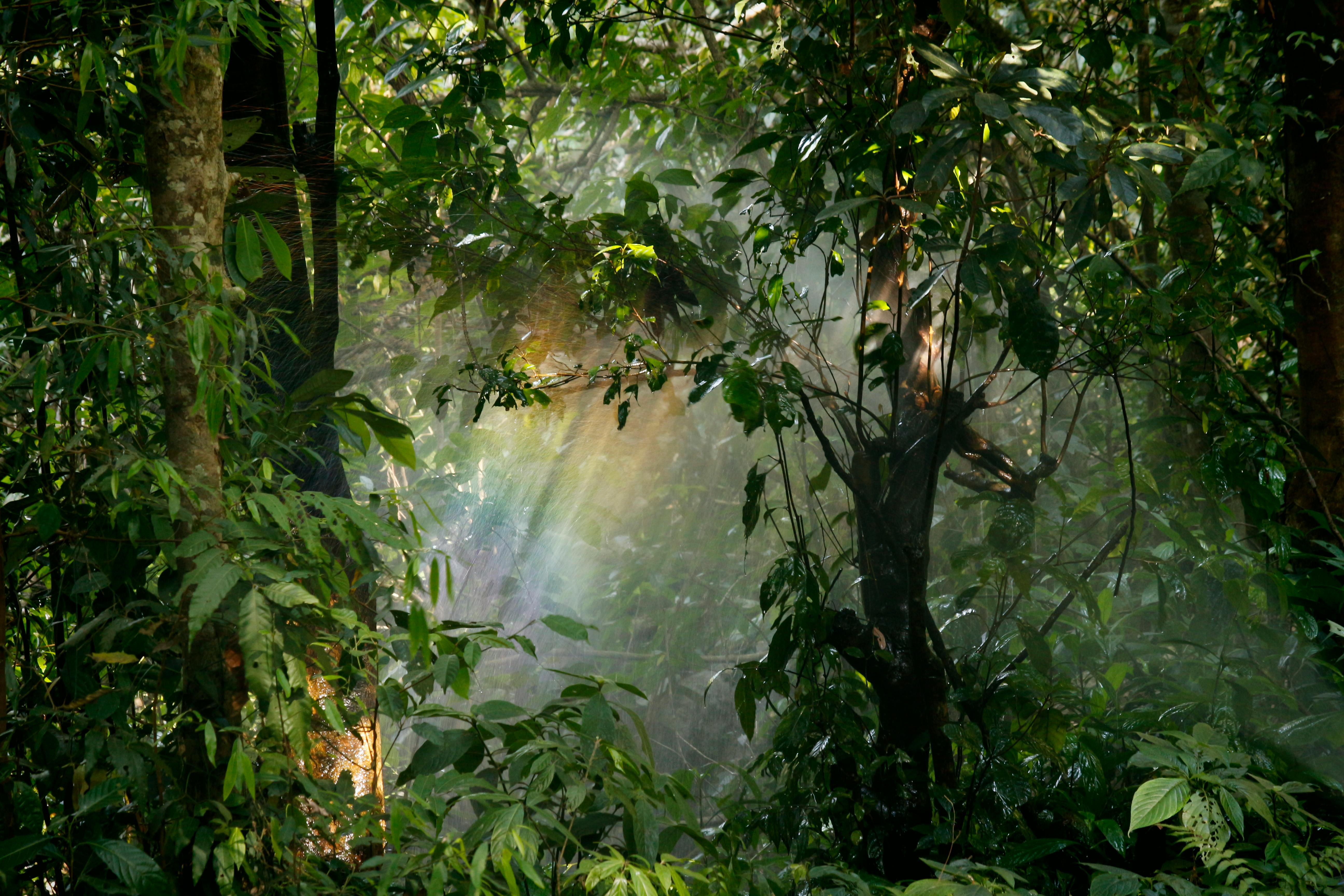 Rainforest Image